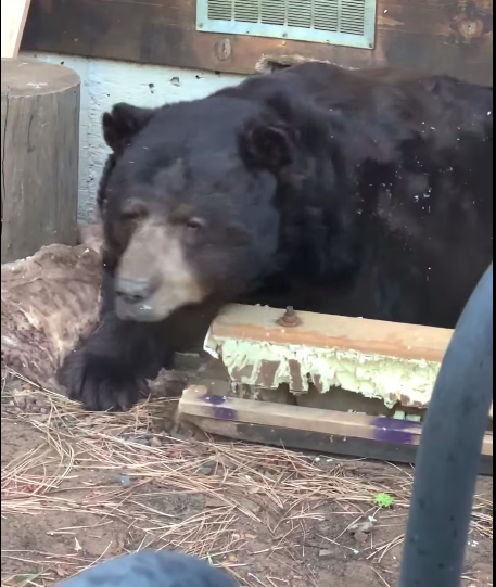 Медведь устроил себе берлогу в подвале жилого дома