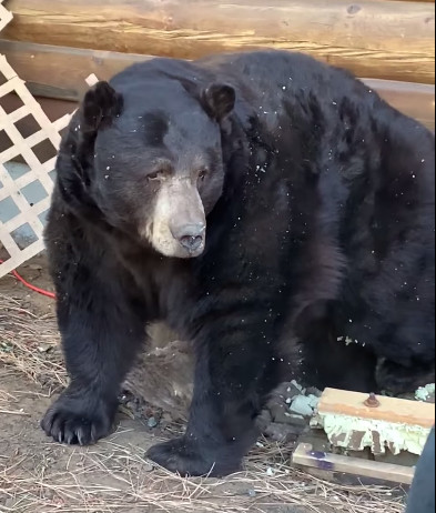 Медведь устроил себе берлогу в подвале жилого дома